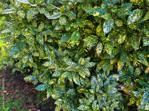 AUCUBA JAPONICA, ARBUSTO AL NATURAL. LAS HOJAS SON JASPEADAS. 