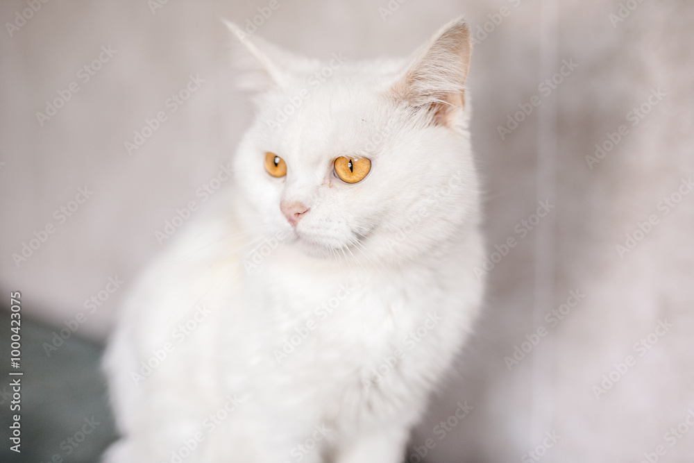 An unhappy ill cat sits in the shelter, looking pitiful and longing for a home An unhappy ill cat sits in the shelter, looking pitiful and longing for a home