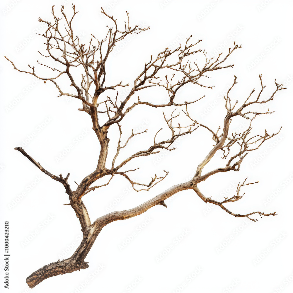 tree crown isolated on white tree crown isolated on white