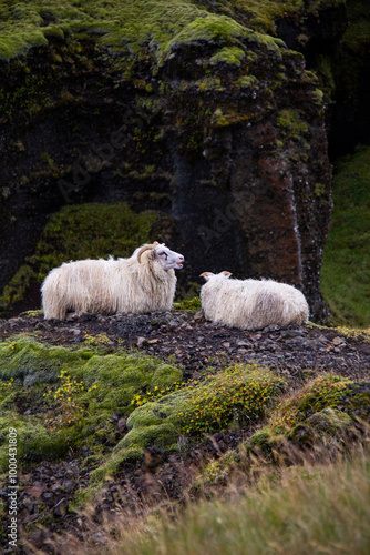 Icelandic sheep closeup in the field cute wild