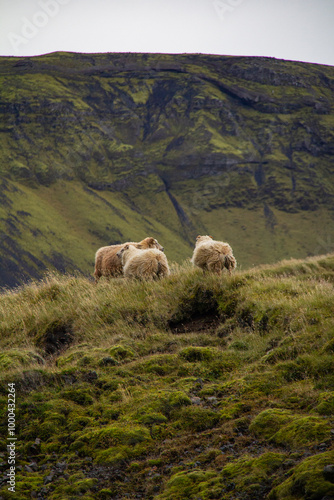 Icelandic sheep closeup in the field cute wild photo