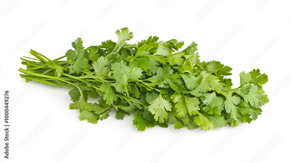 Cilantro on solid white background, single object Cilantro on solid white background, single object