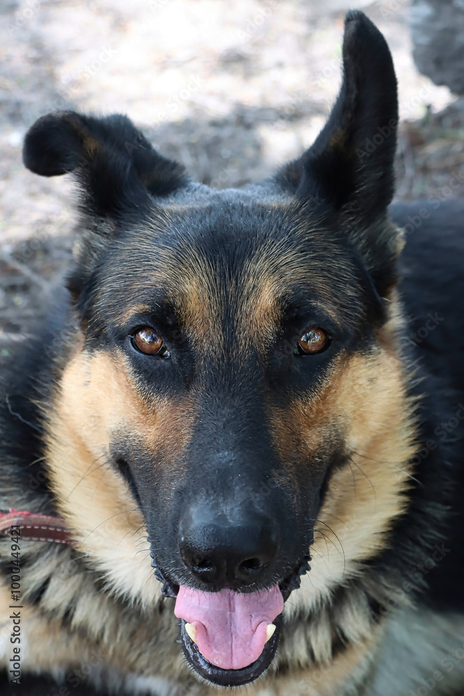 Un pastor alemán con esa mirada tan profunda, sinceramente me enamora, ya que me mira y lo miro, esos ojos grandes y lengua canina son hermosos, Un pastor alemán con esa mirada tan profunda, sinceramente me enamora, ya que me mira y lo miro, esos ojos grandes y lengua canina son hermosos,