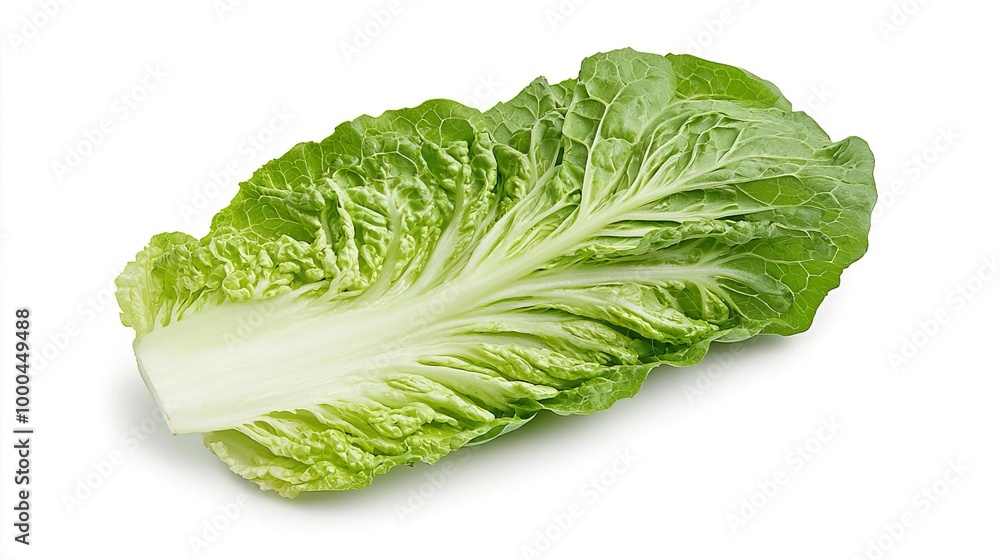 Lettuce on solid white background, single object Lettuce on solid white background, single object
