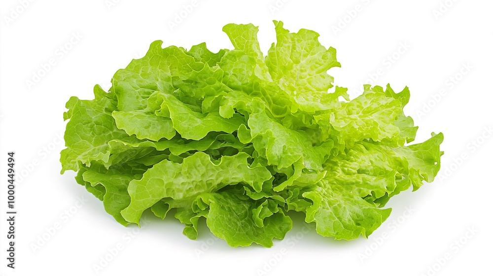 Lettuce on solid white background, single object Lettuce on solid white background, single object