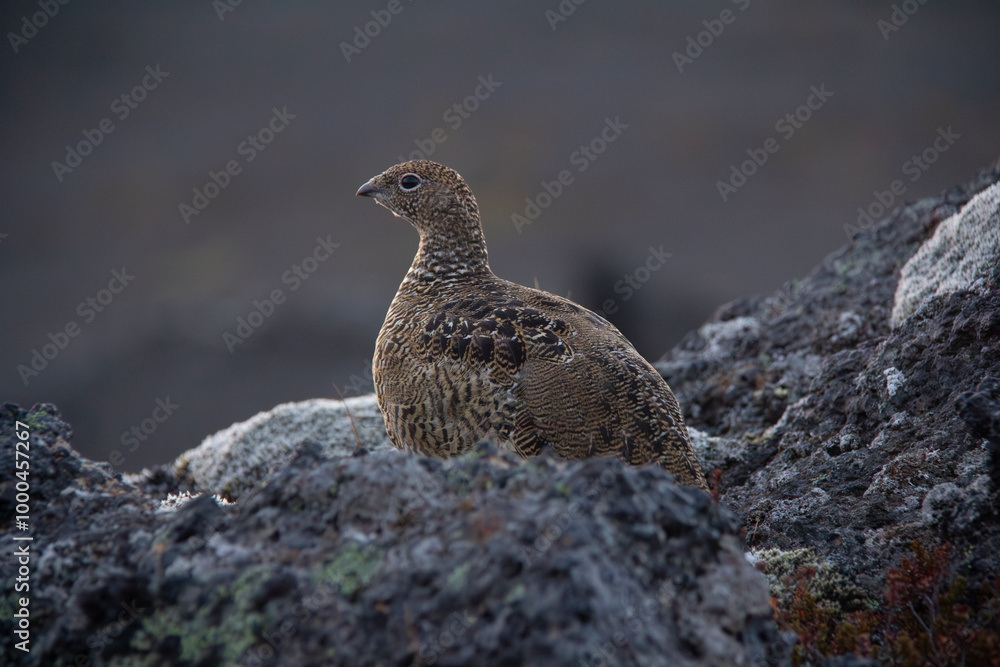 icelandic small bird quail closeup view in wild nature icelandic small bird quail closeup view in wild nature