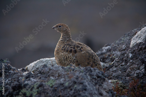 Wallpaper Mural icelandic small bird quail closeup view in wild nature Torontodigital.ca