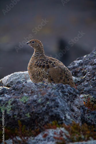 Wallpaper Mural icelandic small bird quail closeup view in wild nature Torontodigital.ca