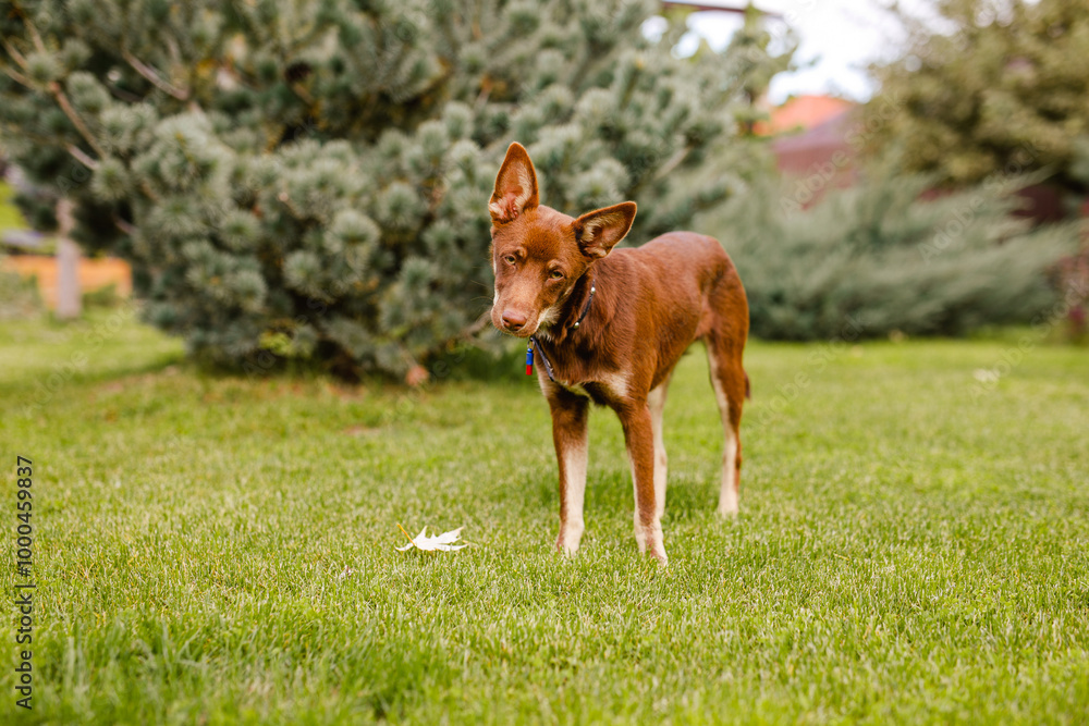 Australian Kelpie puppy outside in the yard on the green lawn Australian Kelpie puppy outside in the yard on the green lawn