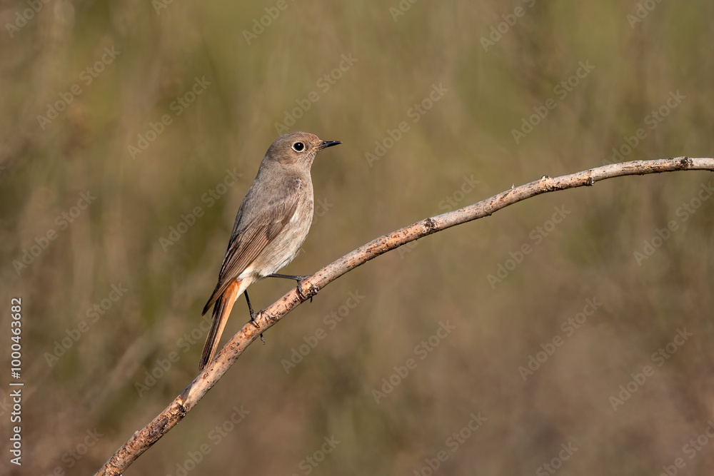 Black Redstart bird perched on a stone Black Redstart bird perched on a stone