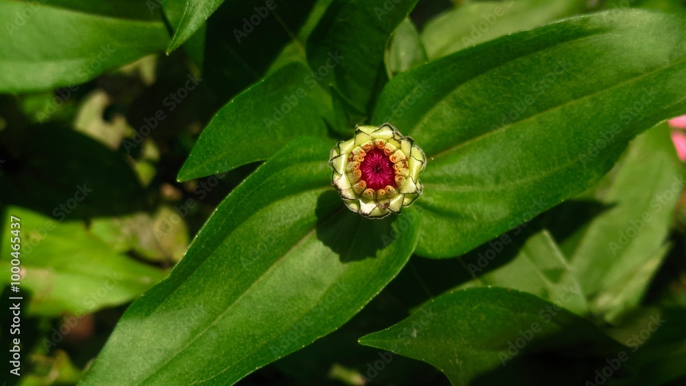 flower on a leaf