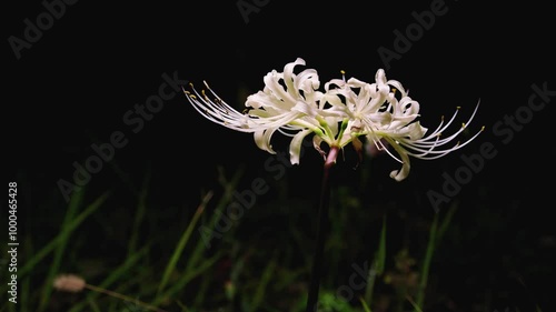 Tokyo,Japan - September 29, 2024: White spider lily or Higanbana in the night photo