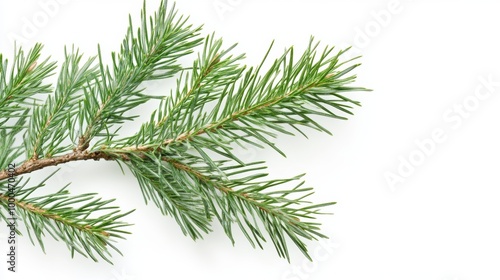 Isolated green pine branches with natural needles on a white background, showcasing intricate details and vibrant hues