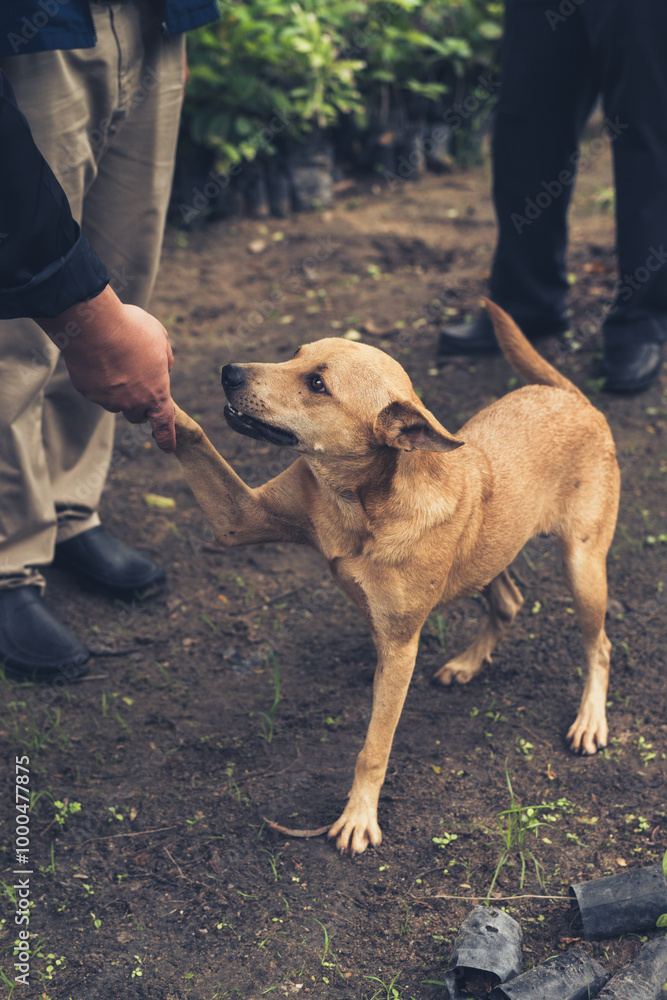 Fototapeta premium Brown dog hand shaking man with green and park scene