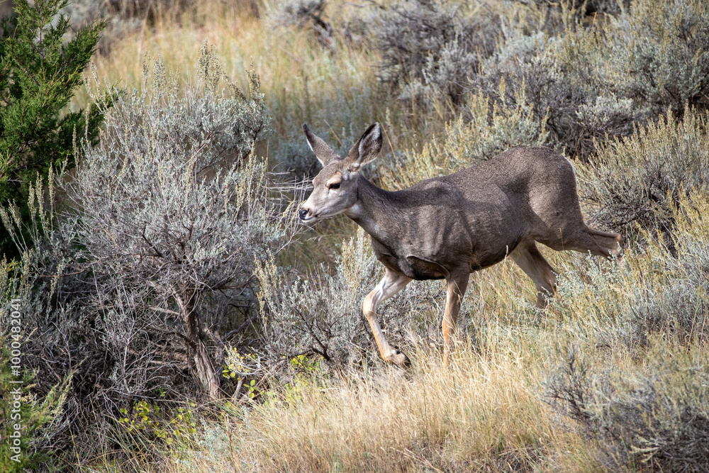 Fototapeta premium Mule deer in Theodore Roosevelt National Park, North Dakota