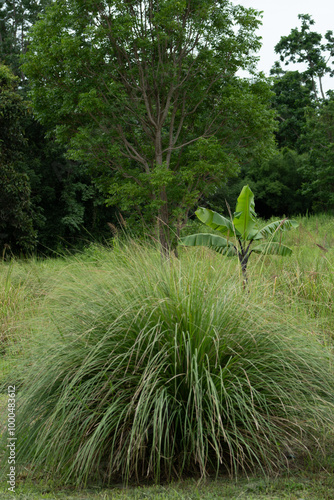 Vetiver field and bush with other plant, protecting soil surface from erosion photo