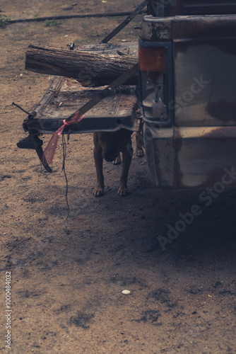 Dog barking with suspiciously mood undet truck in rural vibe photo