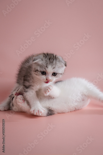 A scottish fold kittens playing with each other on pink background