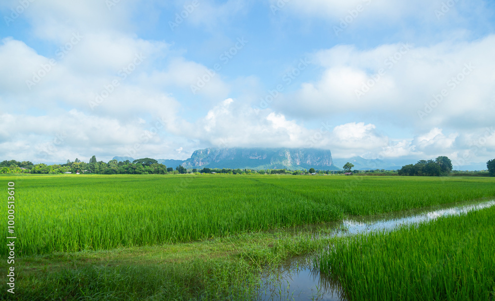 Green nature rice field with view of Phuphaman, Thailand for travel location destination Green nature rice field with view of Phuphaman, Thailand for travel location destination