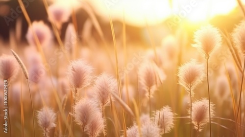 Soft focus of grass flowers with sunset light, peaceful and relax natural beauty