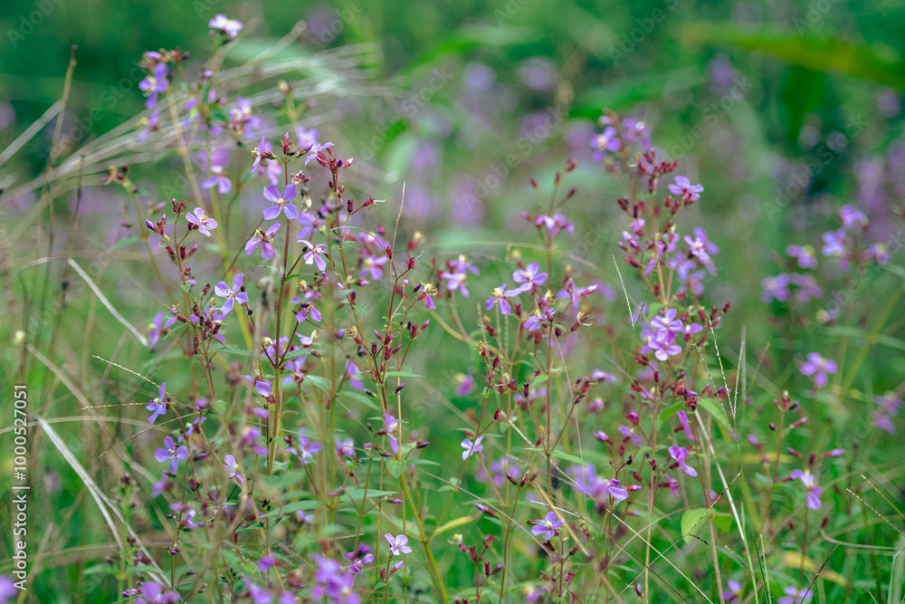 Fototapeta premium A field of purple wildflowers in full bloom, creating a vibrant and colorful scene. The dense foliage and myriad of flowers capture the essence of a flourishing meadow.
