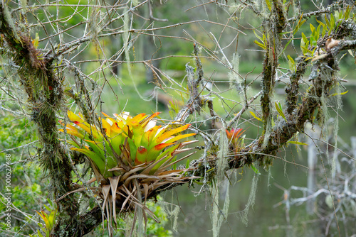 Canvas Print A vibrant bromeliad plant growing on a moss-covered tree branch in a lush forest setting