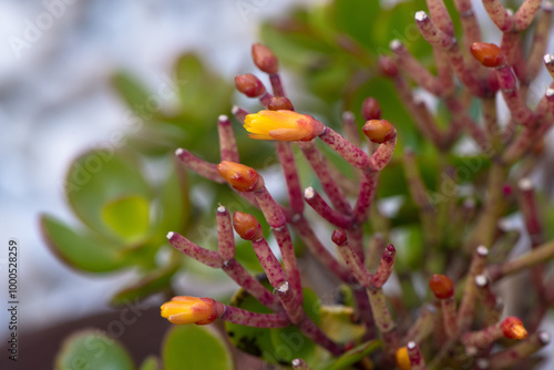 Budding flowers of Crassula ovata, commonly known as Jade Plant, with vibrant red stems and yellow buds.