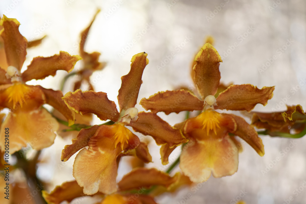 Cluster of yellow orchids with brown edges, beautifully captured in a soft-focused background highlighting their vibrant colors. Cluster of yellow orchids with brown edges, beautifully captured in a soft-focused background highlighting their vibrant colors.