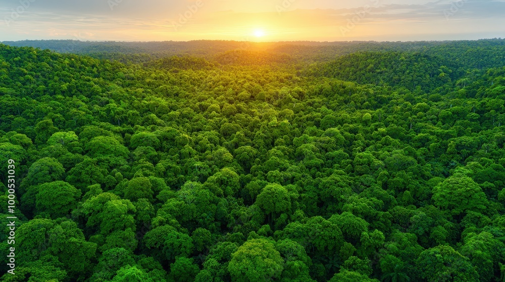 Aerial View of Lush Amazon Rainforest at Sunset Aerial View of Lush Amazon Rainforest at Sunset