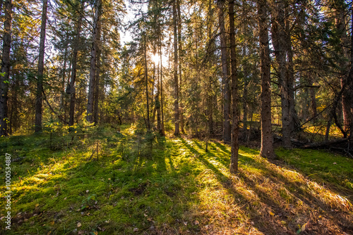 Autumn in the Saskatchewan forest