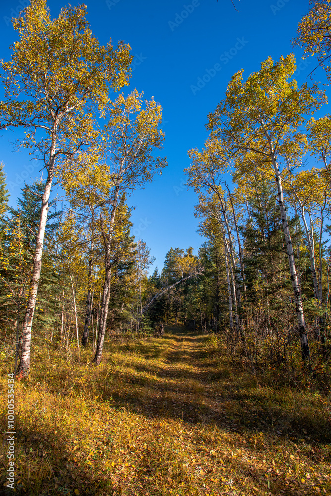 Autumn in the Saskatchewan forest Autumn in the Saskatchewan forest