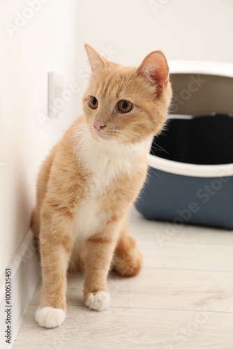 Cute ginger cat near litter box on floor indoors photo