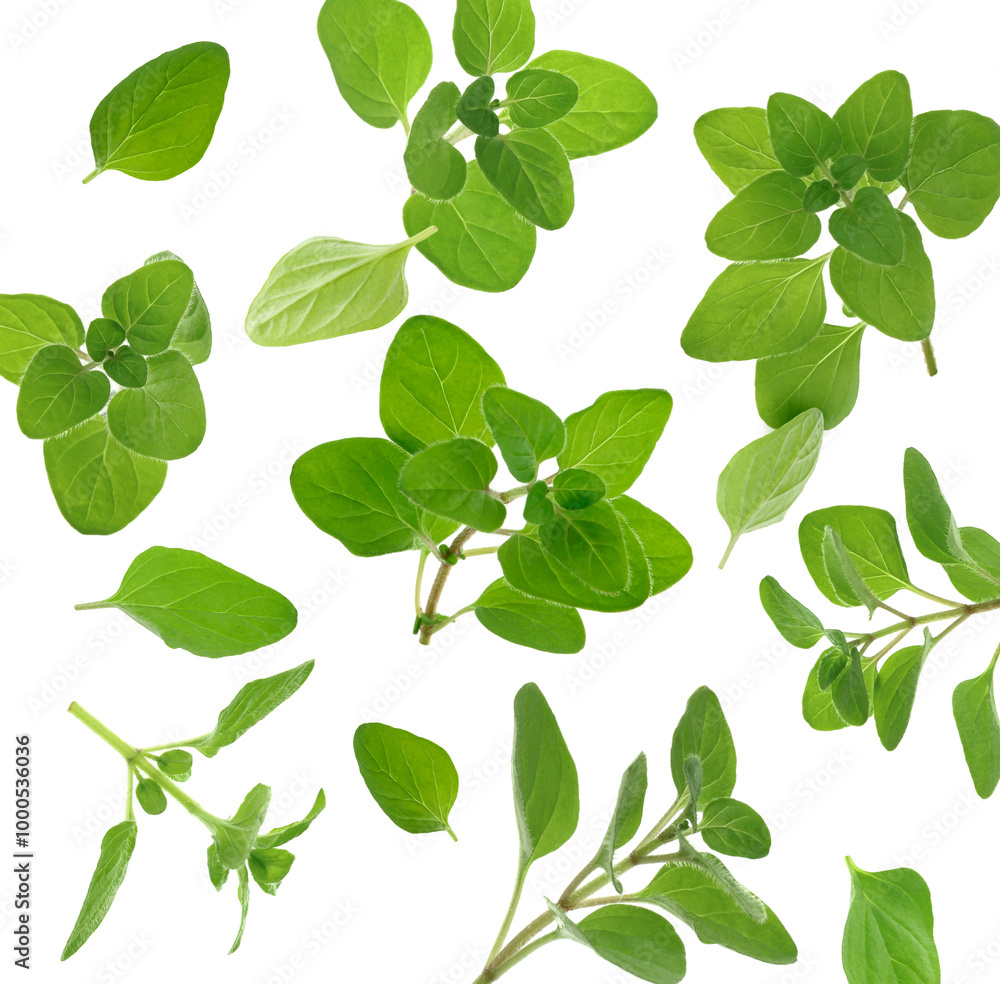 Fresh oregano twigs in air on white background Fresh oregano twigs in air on white background
