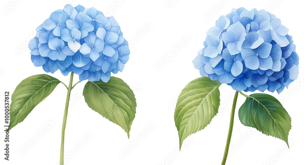Beautiful Blue Hydrangea Flowers with Green Leaves, isolated on transparent background. Beautiful Blue Hydrangea Flowers with Green Leaves, isolated on transparent background.