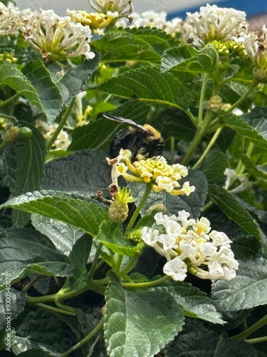 bee on a flower