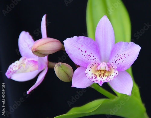 Lovely Spotted Purple Bcn. Aka's Aloha 'Dream Dust' Orchid Hybrid in Bloom. photo