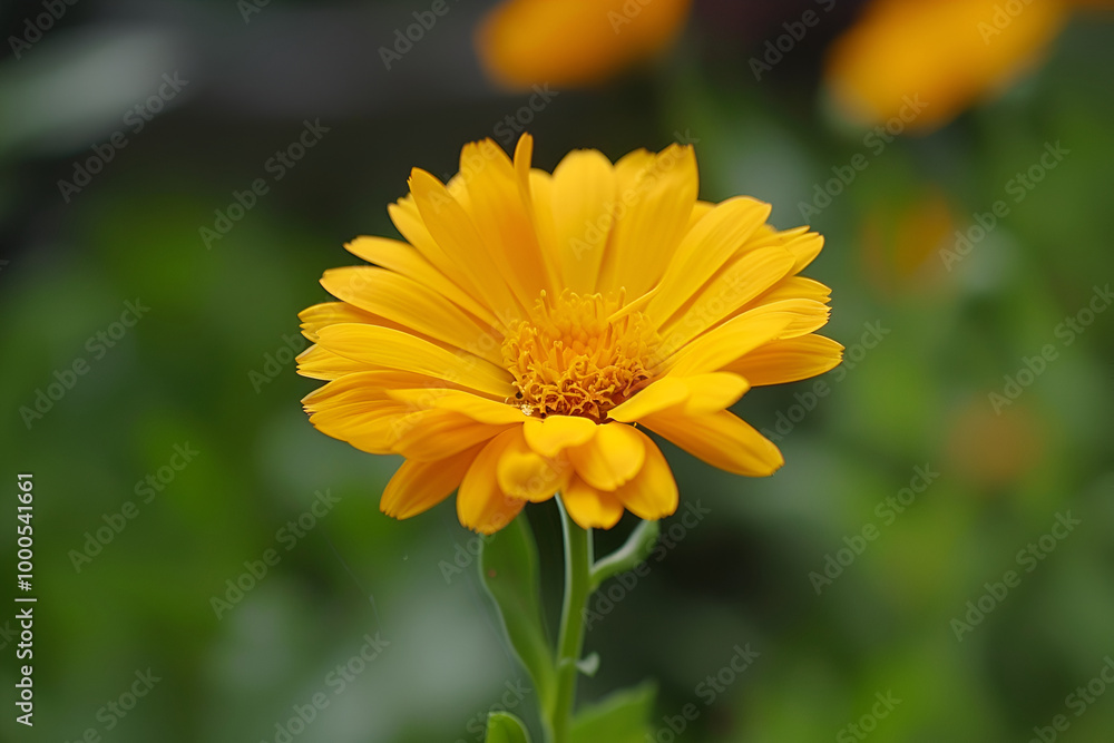 The Water Drops on Two Yellow Cosmos Flowers Blooming Among The Buds in The Garden, A very beautiful flower bed in the urban environment of the city, Flowers and greenery in landscape design. The Water Drops on Two Yellow Cosmos Flowers Blooming Among The Buds in The Garden, A very beautiful flower bed in the urban environment of the city, Flowers and greenery in landscape design.