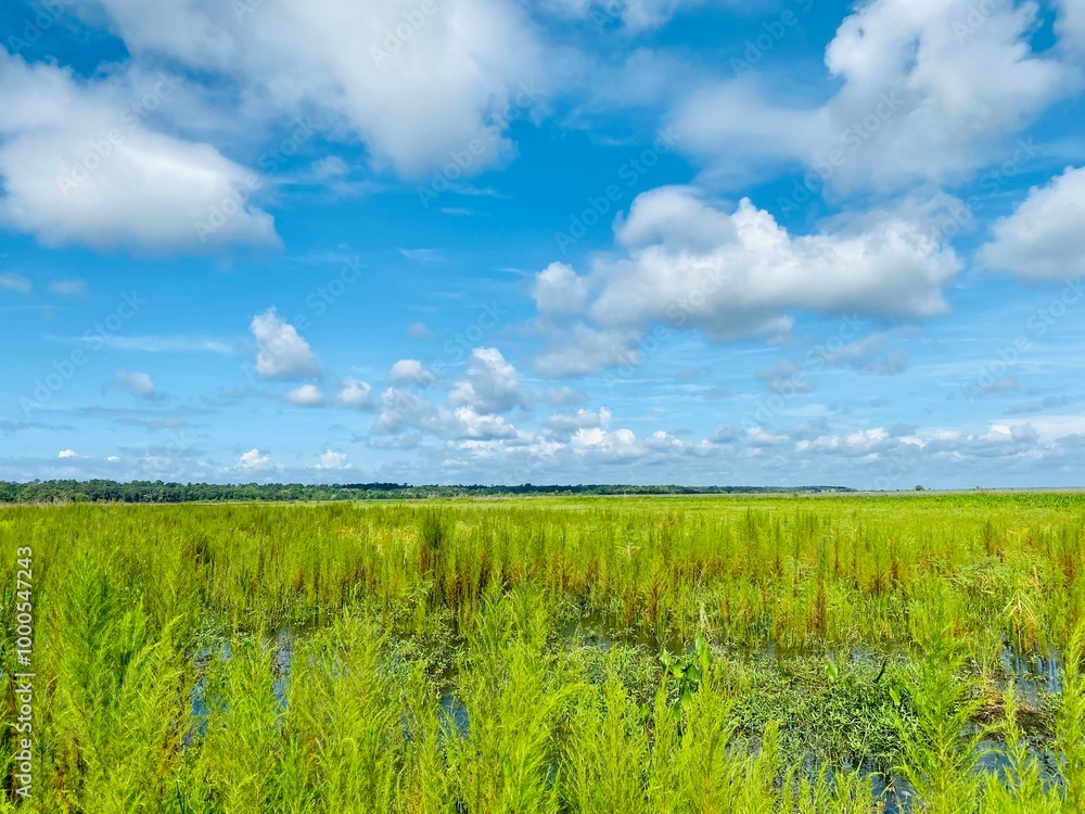 Fototapeta premium green field and blue sky