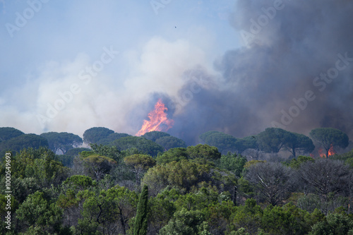 Wildfire in the Massifs des Maures, South of France