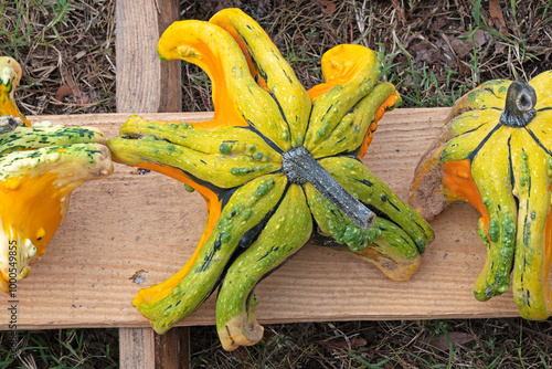 Star-shaped gourd, a varietal gourd in bright green and gold.