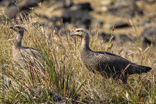 Ruddy Headed Geese (Chloephaga rubidiceps). photo