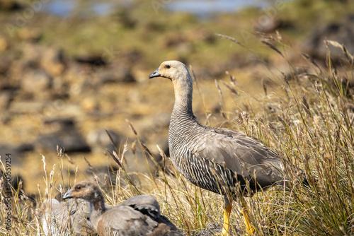 A Ruddy Headed Goose (Chloephaga rubidiceps)  with chicks.   photo