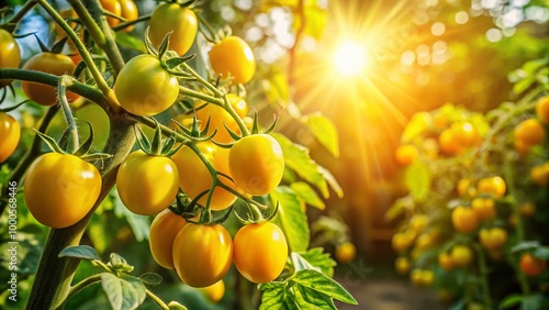 Vibrant Yellow Blooms on Healthy Tomato Plants in a Lush Garden Setting Under Bright Sunshine