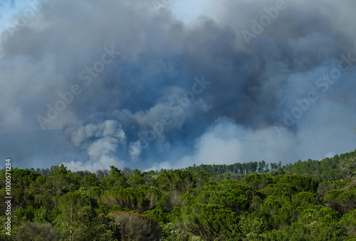 Wildfire in the Massifs des Maures, South of France