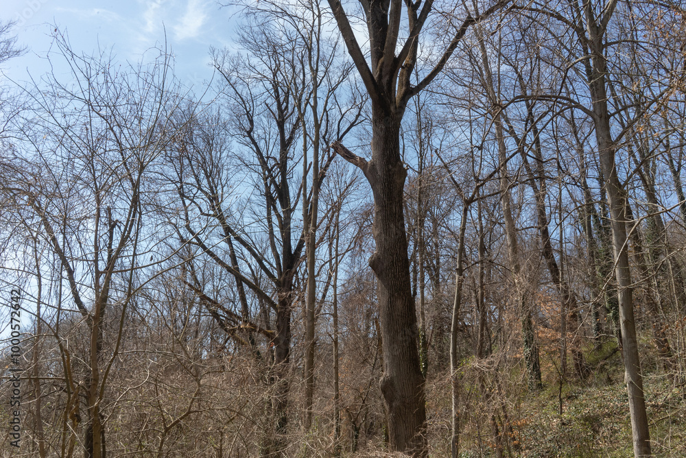 walking a trail through the woods in the winter time with deciduous trees bare and without leaves foliage in the cold brisk air walking a trail through the woods in the winter time with deciduous trees bare and without leaves foliage in the cold brisk air