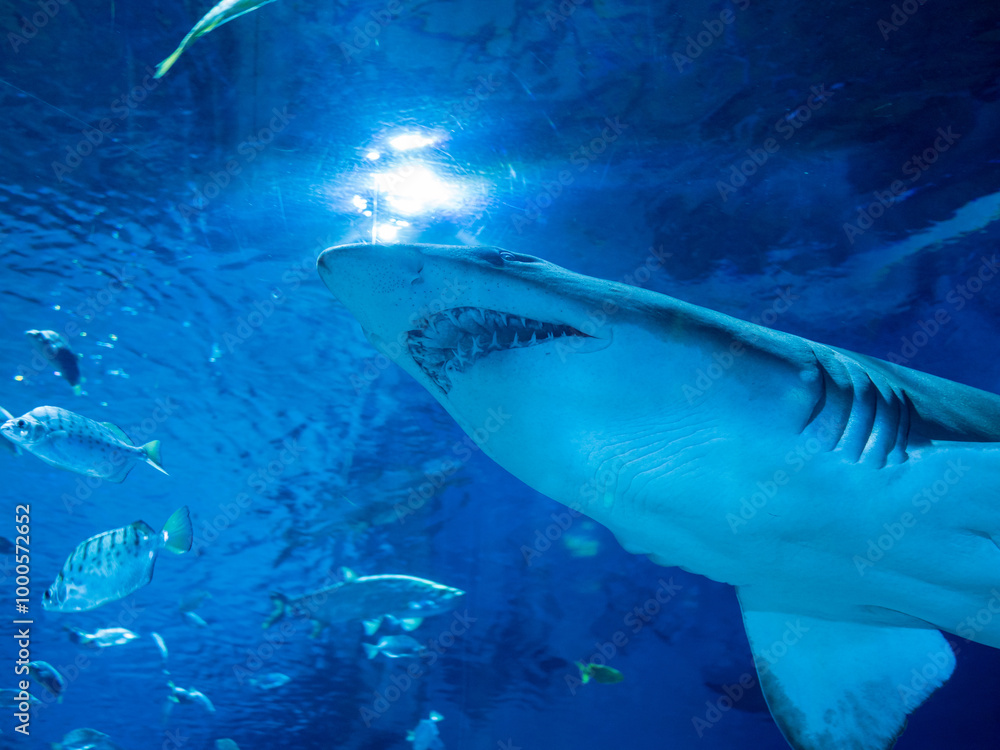 Fototapeta premium The Scary Sharks in the Aquarium
