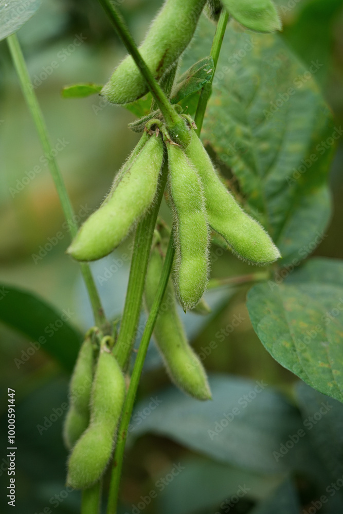 Young green soybean pods on a soybean plantation.Soybean fields. Young green soybean pods on a soybean plantation.Soybean fields.