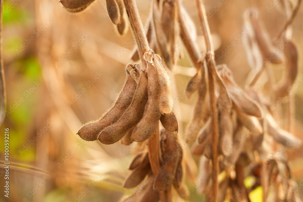 Ripe soybeans on a soybean plantation, Soy pods. Soybean field on a sunny day. Ripe soybeans on a soybean plantation, Soy pods. Soybean field on a sunny day.