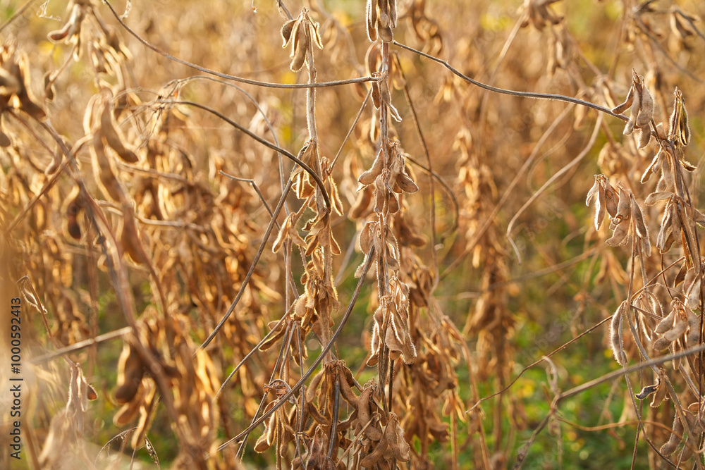 Ripe soybeans on a soybean plantation, Soy pods. Soybean field on a sunny day. Ripe soybeans on a soybean plantation, Soy pods. Soybean field on a sunny day.