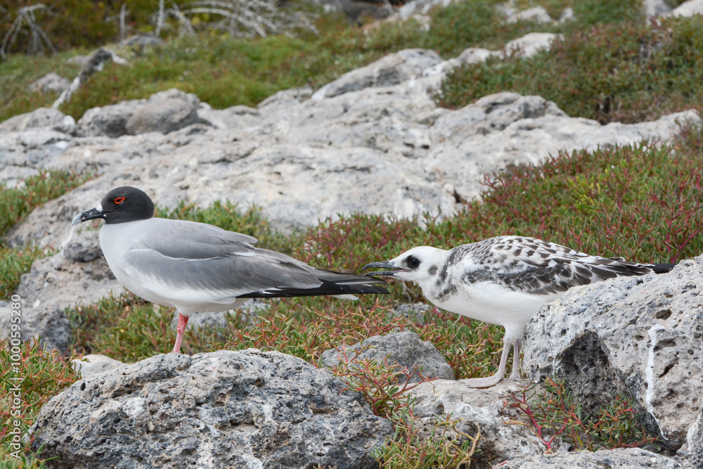 Swallow-tailed Gull (Creagrus furcatus) adult and juvenile in the Galapagos Islands. The white chick is begging for food. Swallow-tailed Gull is a Galapagos Islands endemic seabird. Swallow-tailed Gull (Creagrus furcatus) adult and juvenile in the Galapagos Islands. The white chick is begging for food. Swallow-tailed Gull is a Galapagos Islands endemic seabird.